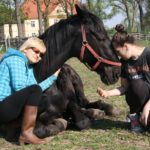 Miłość do koni