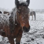 Konie zimą