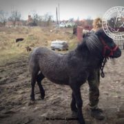 Uratowany koń ze Skaryszewa