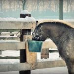 Posiłek koni
