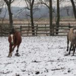 Zimowe konie
