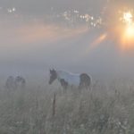 konie w słońcu