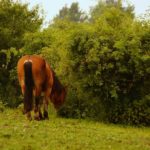 Trawa dla koni