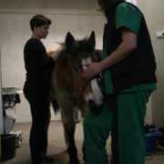 koń na klinikach