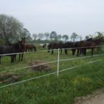 Konie na trawie