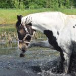 Woda dla koni