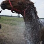 Woda dla koni