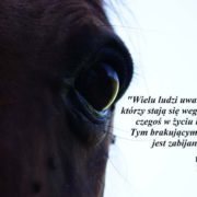 Oko konia