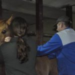 szczepienie koni