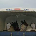 2 dzień transportu koni