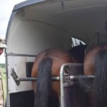 transport na pastwiska 2017