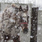 Zimowe konie