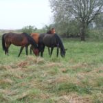 Konie na trawie