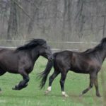 Latające konie