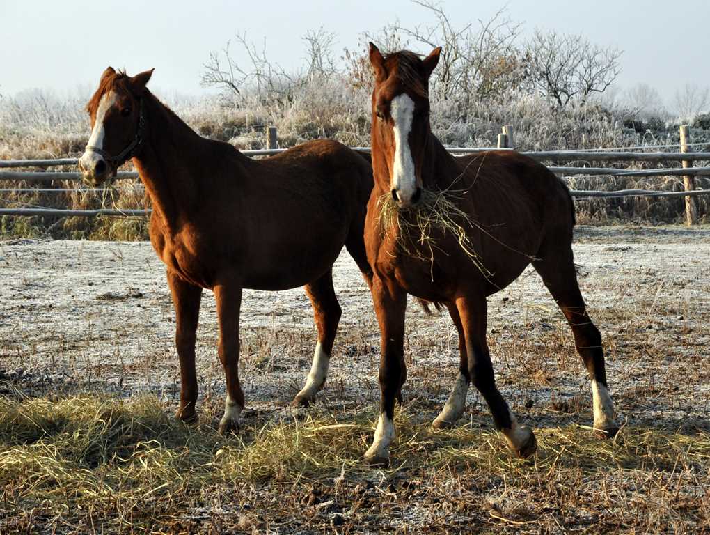 Dwa konie