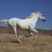biały koń